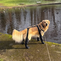 Krushop™ Waterproof Dog Leg Boots & Protective Pants