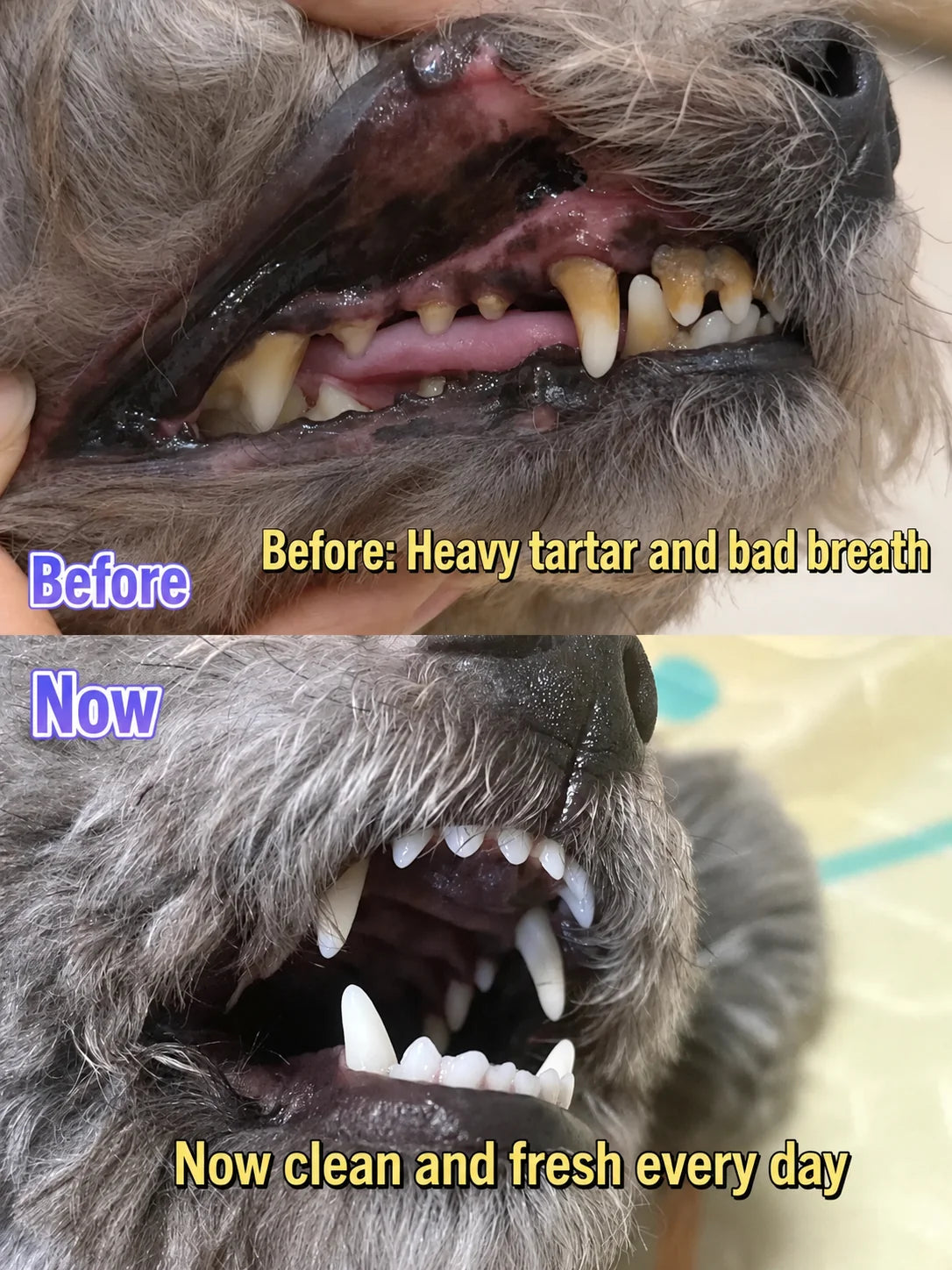 Krushop™ FreshSmile Pet Oral Care Effervescent Tablets
